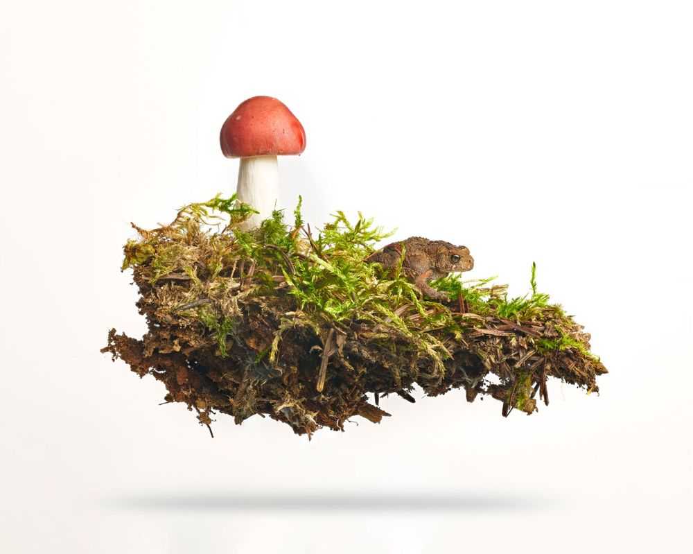 Peter Andrew Lusztyk, ‘Russula Mushroom with Toad (Small)’, 2023, Print, Digital C-Print / Archival Pigment Print, null,