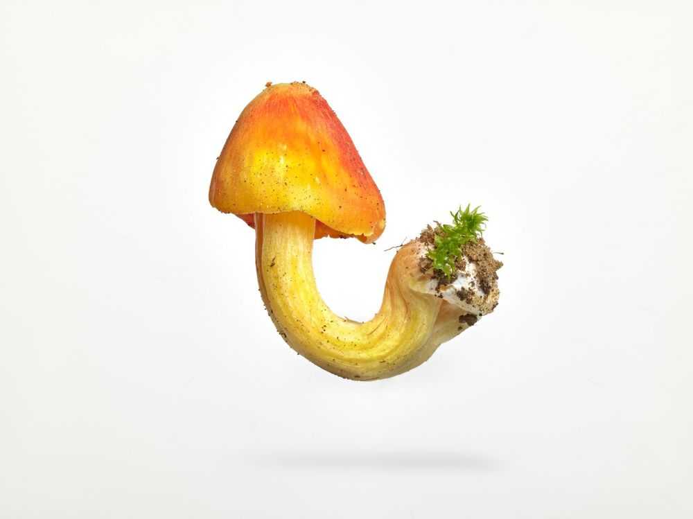 Peter Andrew Lusztyk, ‘Witch's Hat Mushroom (Small)’, 2023, Print, Digital C-Print / Archival Pigment Print, null,