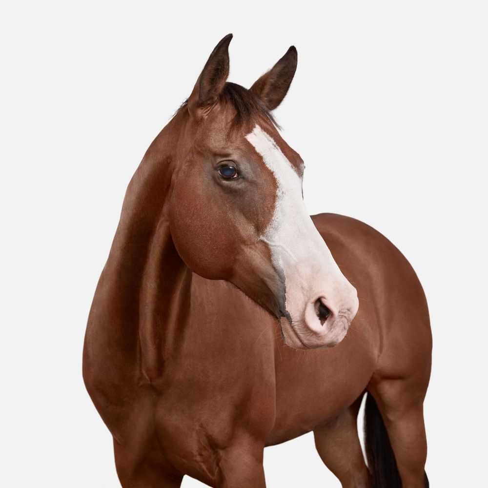 Randal Ford, ‘American Quarter Horse No. 1 (Large)’, 2018, Print, Digital C-Print on Archival Photographic Paper, null,