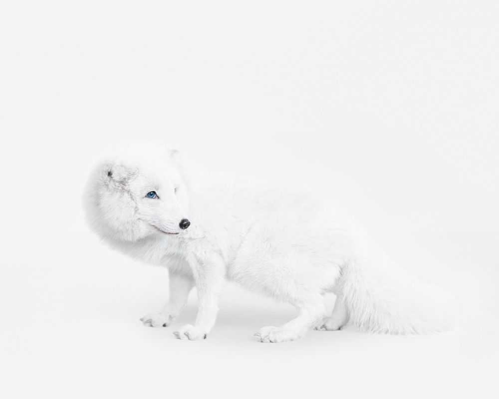 Randal Ford, ‘Arctic Fox No. 1 (Medium)’, 2018, Print, Digital C-Print on Archival Photographic Paper, null,