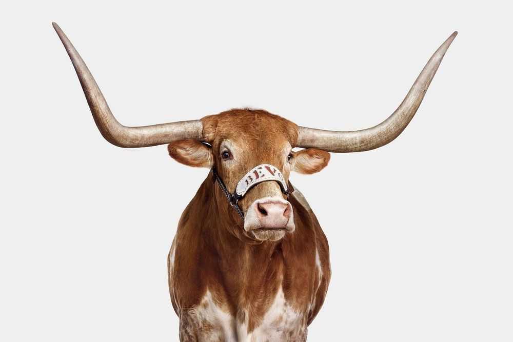 Randal Ford, ‘Bevo XV on Gray (Medium)’, 2022, Print, Digital C-Print on Archival Photographic Paper, null,