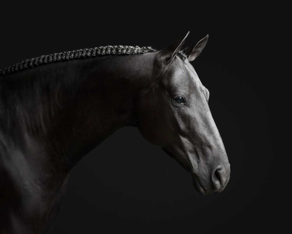 Randal Ford, ‘Black Horse No. 1 (Large)’, 2018, Print, Digital C-Print on Archival Photographic Paper, null,