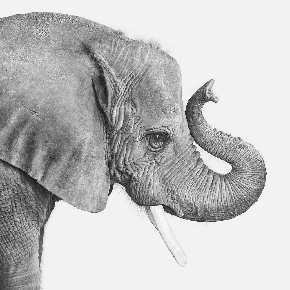 Randal Ford, ‘Elephant No. 2 (BW) (Small)’, 2024, Print, Digital C-Print on Archival Photographic Paper, null,