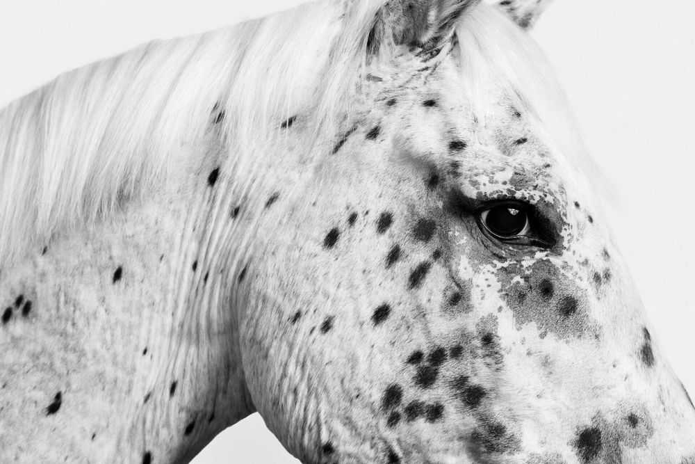 Randal Ford, ‘Leopard Appaloosa Horse No. 1 (BW) (Medium)’, 2024, Print, Digital C-Print on Archival Photographic Paper, null,