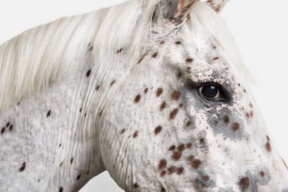 Randal Ford, ‘Leopard Appaloosa Horse No. 1 (Small)’, 2018, Print, Digital C-Print on Archival Photographic Paper, null,