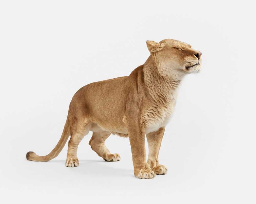 Randal Ford, ‘Lioness No. 2 (Large)’, 2018, Print, Digital C-Print on Archival Photographic Paper, null,