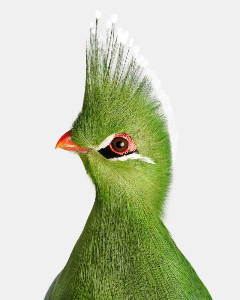 Randal Ford, ‘Livingstone’s Turaco (Large)’, 2024, Print, Digital C-Print on Archival Photographic Paper, null,
