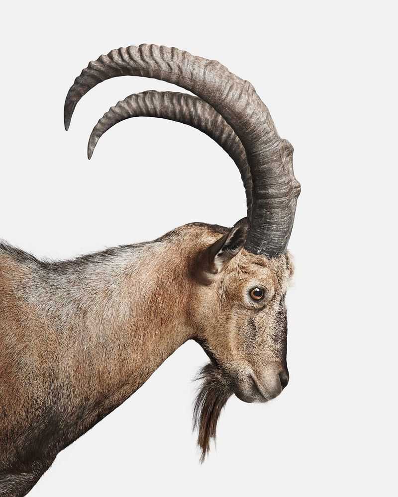 Randal Ford, ‘Persian Ibex No. 1 (Medium)’, 2018, Print, Digital C-Print on Archival Photographic Paper, null,