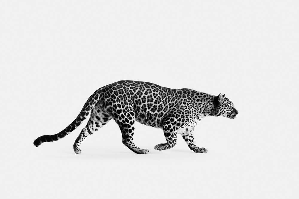 Randal Ford, ‘Spotted Leopard No. 3 (BW) (Small)’, 2024, Print, Digital C-Print on Archival Photographic Paper, null,