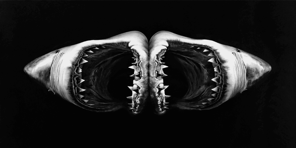 Robert Longo, ‘Double Shark’, 2010, Print, Archival pigment print, Adamson Editions, Numbered