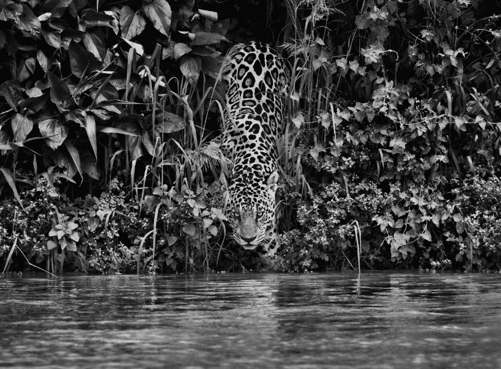Sebastiao Salgado, ‘A Jaguar (Panthera Onca), National Park, Pantanal, Mato Grosso, Brazil’, 2011, Print, Platinium-palladium print on Arches Aquarelle paper., null,
