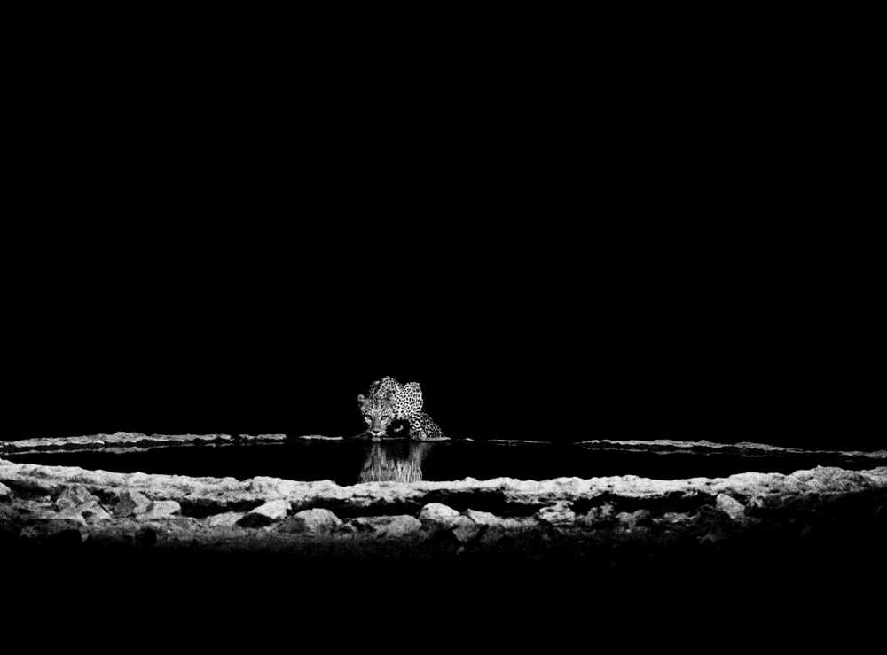 Sebastiao Salgado, ‘A Leopard (Panthera pardus) in the Barab River Valley, Damaraland, Namibia’, 2005, Print, Platinum-Palladium Print, null, Dated