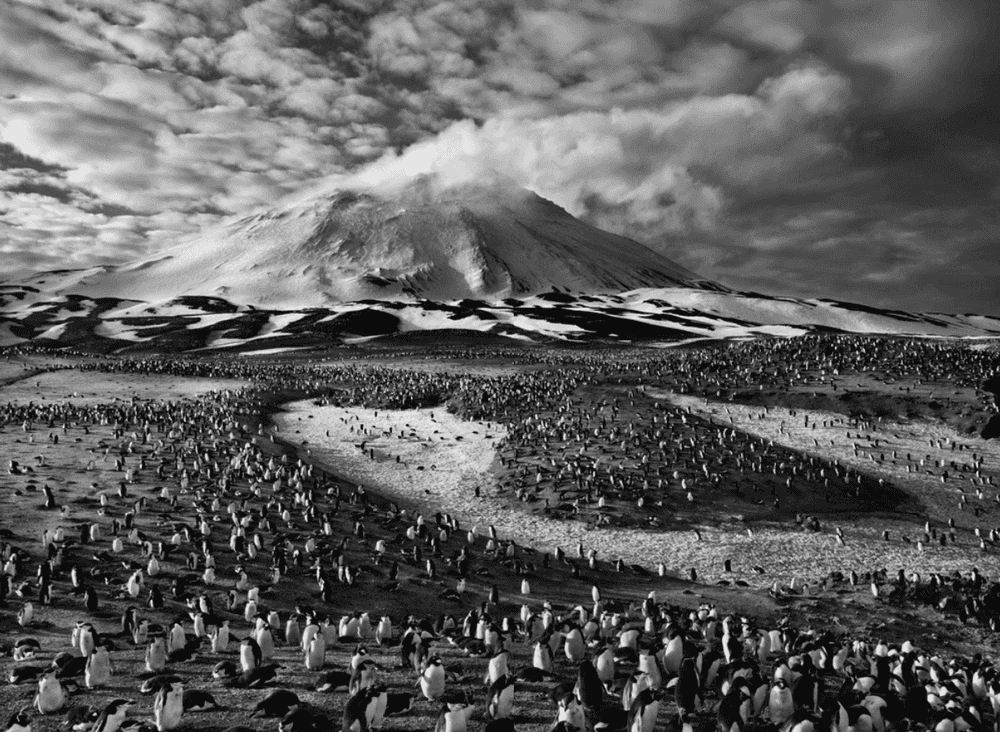 Sebastiao Salgado, ‘Chinstrap Penguins and Macaroni Penguins, South Sandwich Islands’, 2009, Print, Platinium-palladium print on Arches Aquarelle paper., null,