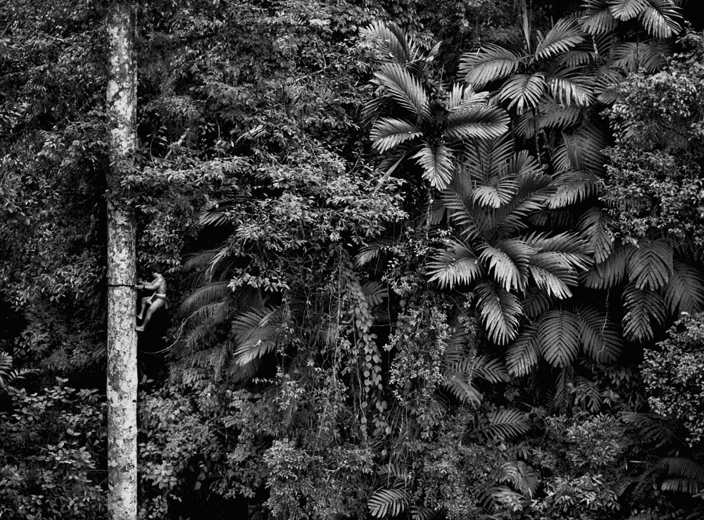 Sebastiao Salgado, ‘Shaman Mentawai Climbing a Gigantic Tree, Siberut Island, West Sumatra, Indonesia’, 2008, Print, Platinum-palladium print, null,