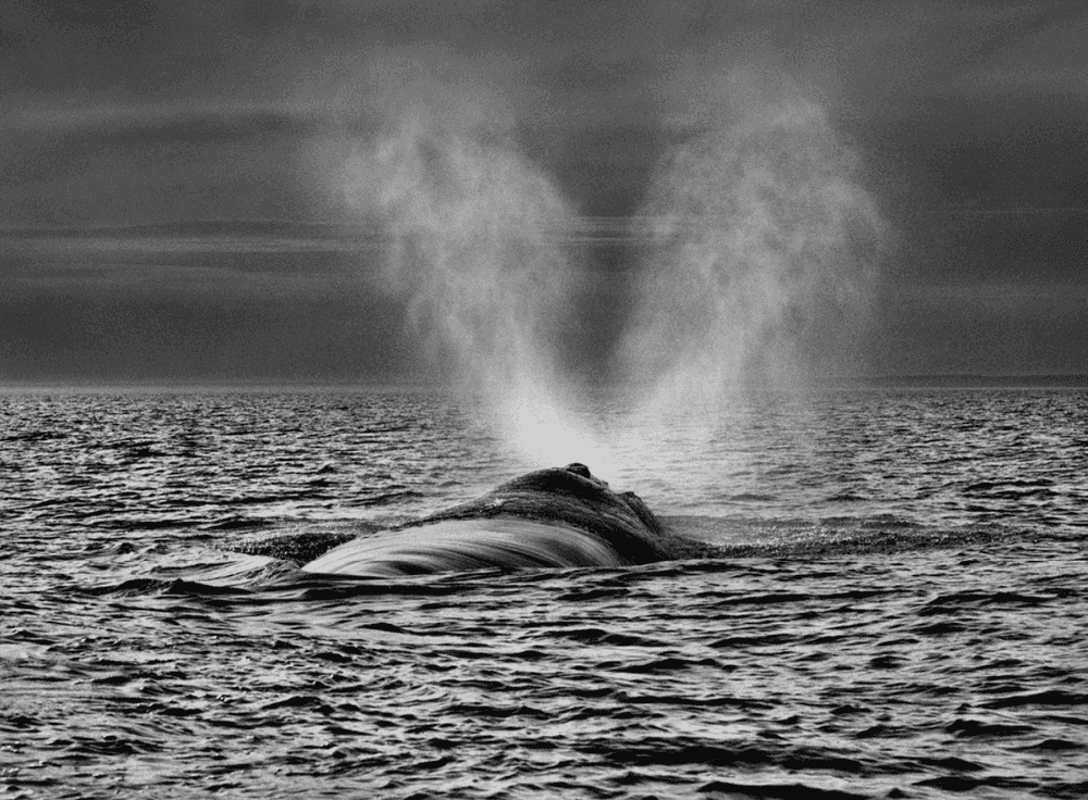 Sebastiao Salgado, ‘The Southern Right Whale has two Separate Blow Holes’, 2004, Print, Platinium-palladium print on Arches Aquarelle paper., null,