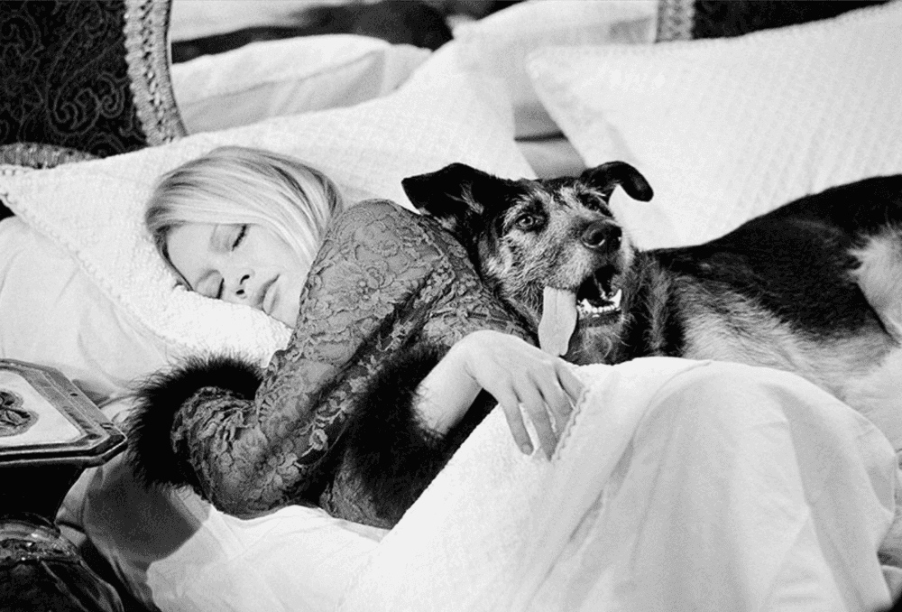 Terry O'Neill, ‘Brigitte Bardot with Dog (Signed by Terry O'Neill)’, 1970, Print, Lifetime Edition Gelatin Silver Print, null,