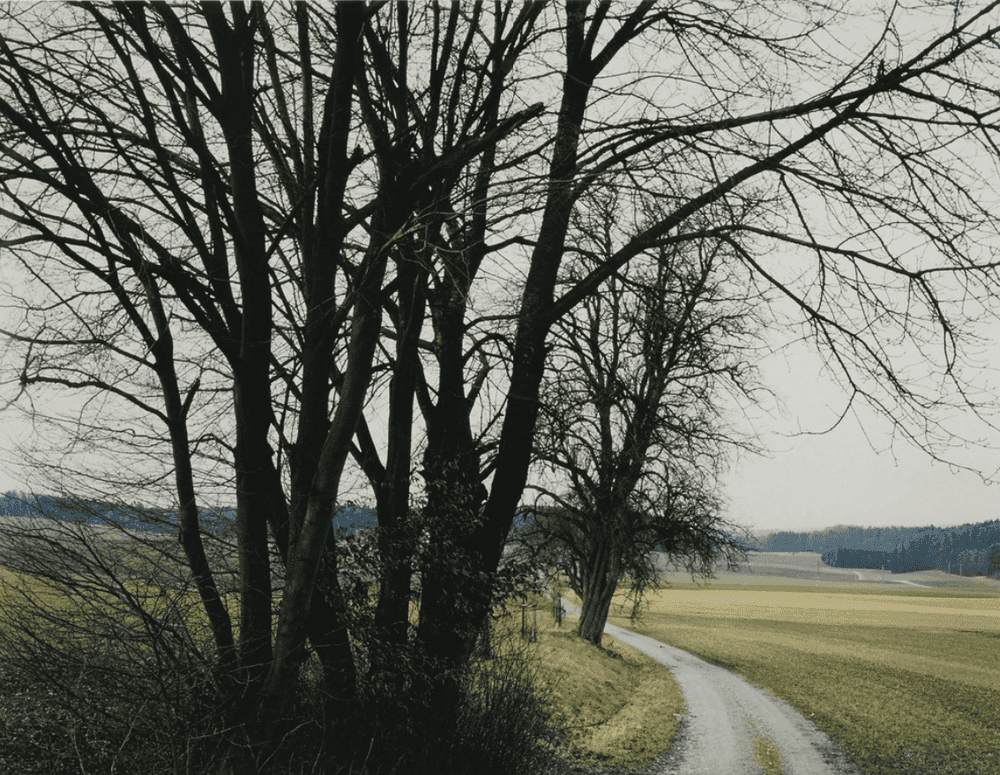 Thomas Struth, ‘Baumgruppe bei Rutschwil XXV’, 1993, Print, C-print, null,