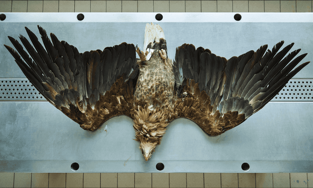 Thomas Struth, ‘Seeadler (Haliaeetus albicilla), Leibniz IZW, Berlin 2016’, 2016, Print, Inkjet print, null,