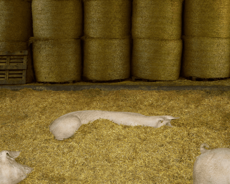 Schweine I (Pigs I)